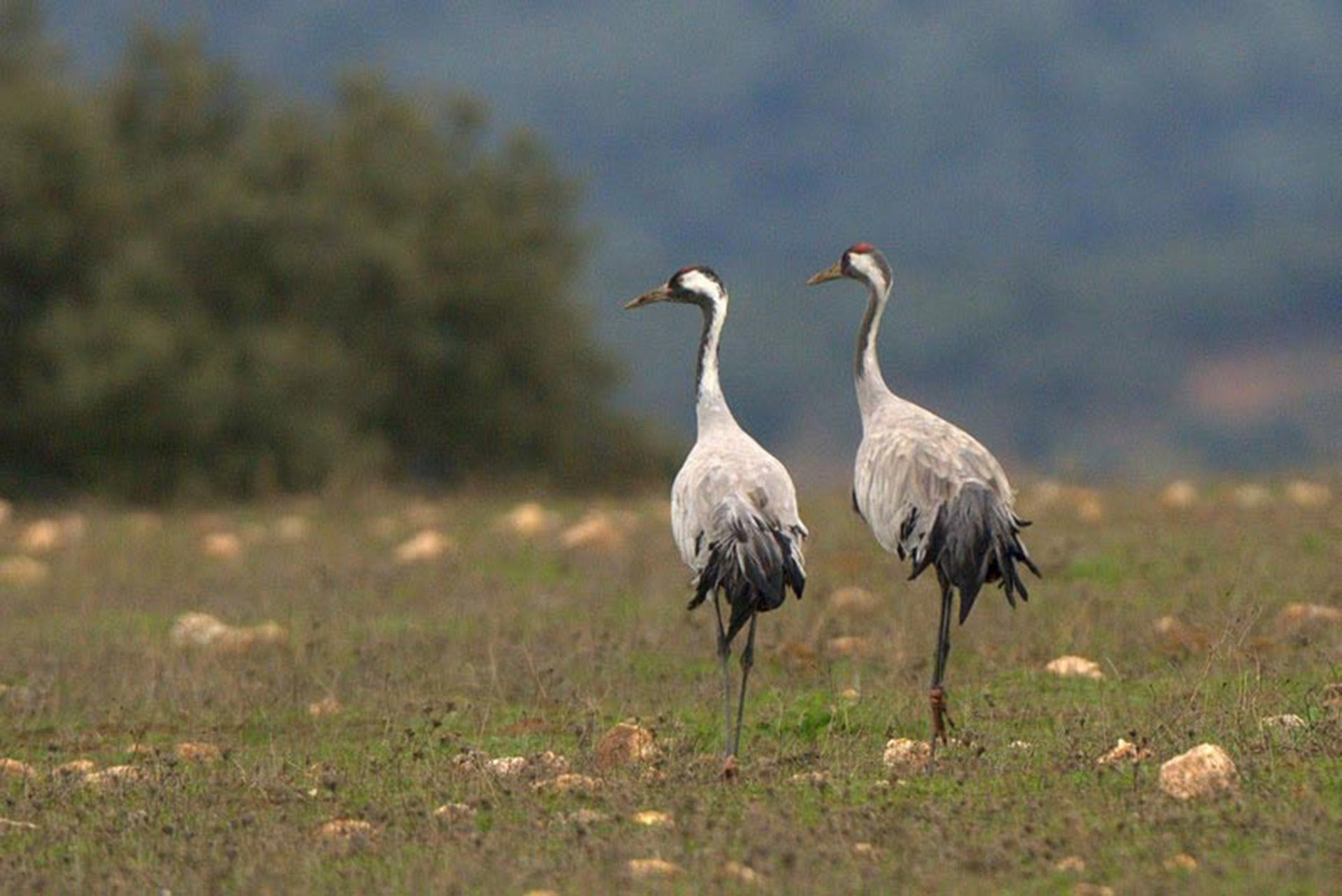 Ouguela - Percurso dos Grous